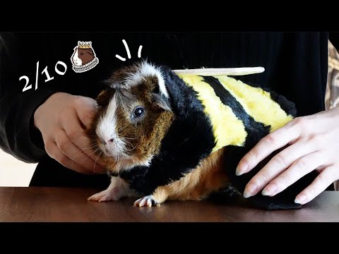 Video: My Guinea Pig Reviews Halloween Costumes