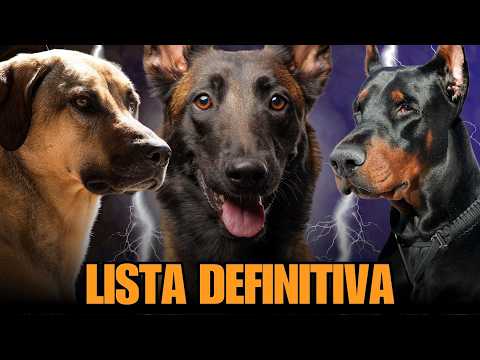 TOP 10 Perros GUARDIANES más INTELIGENTES del MUNDO