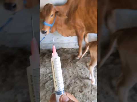 #cow #cowes #edmbass #animals #cowcows #goat #goatmedicine #edmmusic #music #vlog