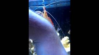 Cleaner Shrimp going to work on my hand.