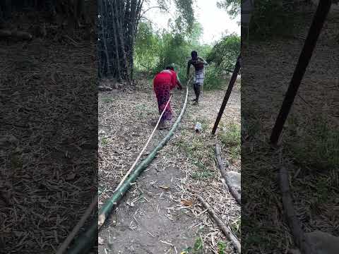 இது நடிப்பு அல்ல! | Bamboo honey! | #enathuaran #honey #villagelife #bamboo