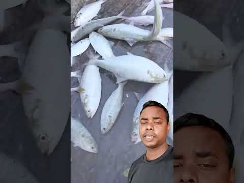āϝāĻŽā§āύāĻž āύāĻĻā§āϰ āϤāĻžāĻāĻž āĻāϞāĻŋāĻļ #fishing #shortreels #shorts