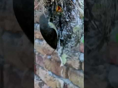 Nature’s Beauty – Sunbird Babies in Their Cozy Home (p 5) #shorts