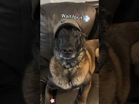 #funnydogs#cute#doglover#doglife#cure#dogshorts#pet#doglife#dogshorts