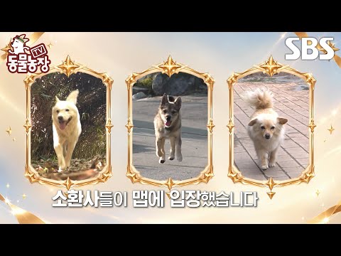 [예고] 바다 건너 섬을 다스리는 강아지들이 있다?! 섬의 선택을 받은(?) 댕냥이들 이야기🐶😺 | TV 동물농장 | SBS