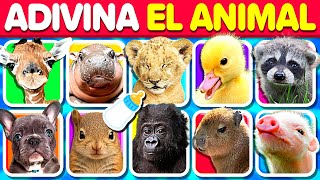 Adivina el Animal Bebé (Crías de animales) 🐨🍼🐯 | Play Quiz de Animales