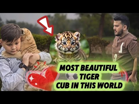 Most Beautiful tiger in this world | Azan Butt tiger #tabby #wildlife