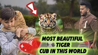 Most Beautiful tiger in this world | Azan Butt tiger #tabby #wildlife