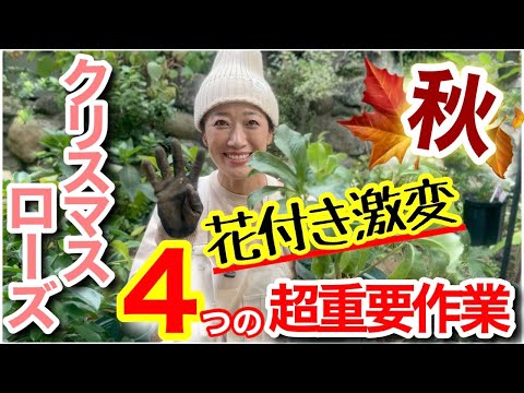 【クリスマスローズ秋のお手入れ4選】秋が一番重要☝️夏と同じじゃ絶対ダメ‼️/ 見逃しがちなお手入れとは?!/ 鉢から出したら根がパンパン💦植え替え、株分けも実践解説【ガーデニング】