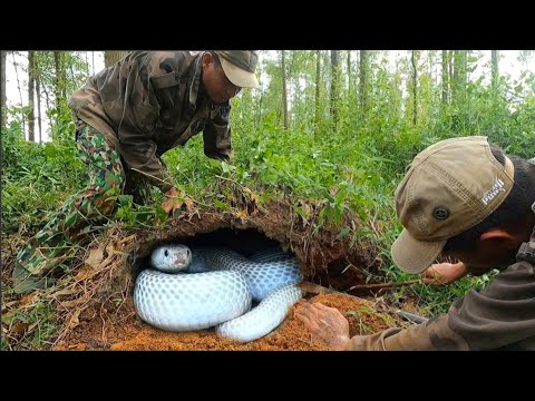 suffocation. Search for ferocious albino king cobras that attack people in the forest.