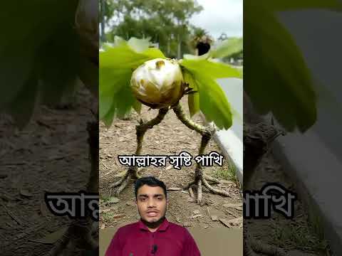 #video #shortvideo