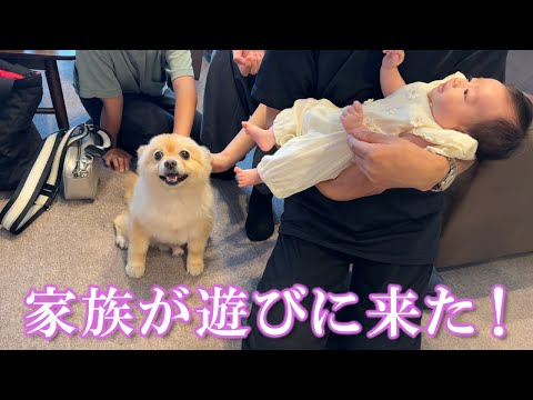 福島から家族が遊びに来て大喜びのポメラニアンが可愛過ぎました…笑