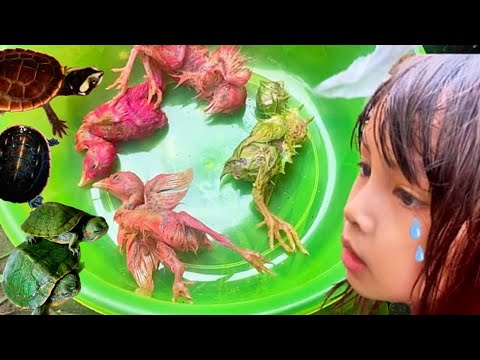 Sedih Ayam Warna-warni & Kura-kura Banyak yang Mati Langsung di Kubur 😢