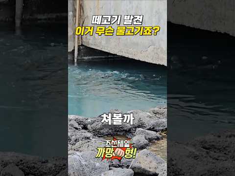 물고기 떼 발견 투방 낚시