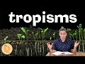 Plant Tropisms and Responses