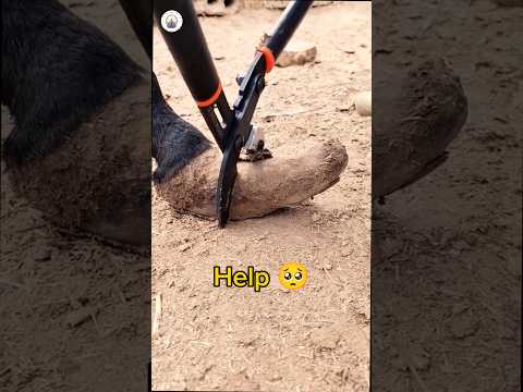 Satisfying hoof trim #satisfying #oddlysatisfying #asmr #farrier #horse