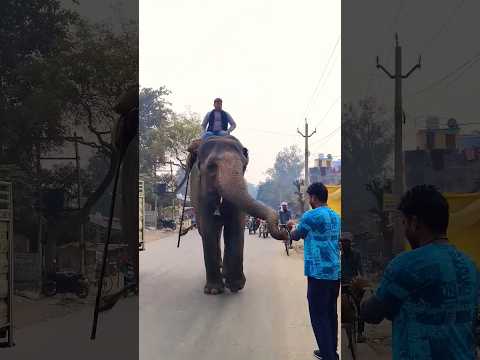 यारी से कम क्या है 🥰🐘😘#elephant #animal #yarri #dosti #asvff99vlog #shorts