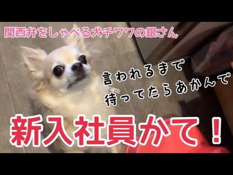 チワワの銀さんの最新動画 Youtubeランキング