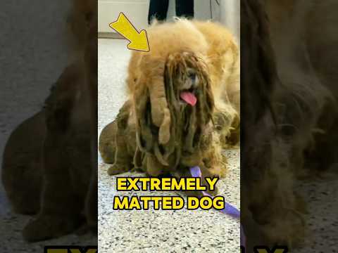 Dog with Extremely Matted Fur Gets Groomed