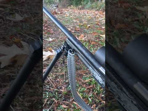 Out looking for Bambi and his dad 🦌 ￼