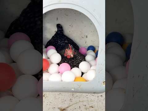Table Tennis Rematch! Day 4 Of Giving Things To My Broody Hen #petchickens #broodyhen #tabletennis