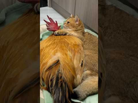 The cat took the rooster home to sleep!so funny and cute! (Click to watch the full version)