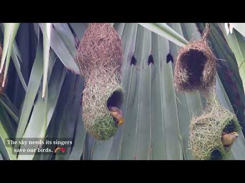 Double Deckers in the Wild 🏠🕊️ #weavers #nest #nestmaking  #nature