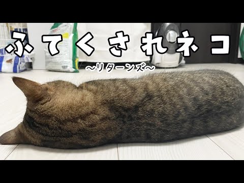 イタズラがバレて怒られた猫がぷんすか不貞腐れモードに入った…