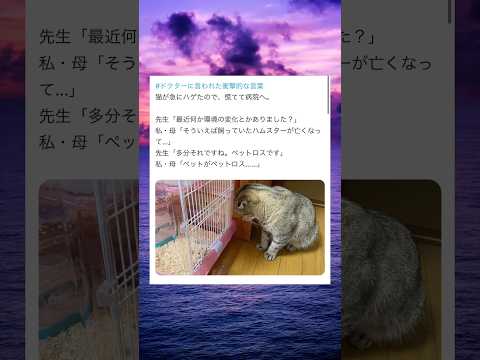 ドクターに言われて衝撃的だった言葉 #shorts #ペット #おすすめ