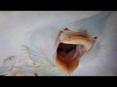 CUIDADO SI PESCAS UNO DE ESTOS PORQUE TIENEN UNA MORDIDA FEROZ