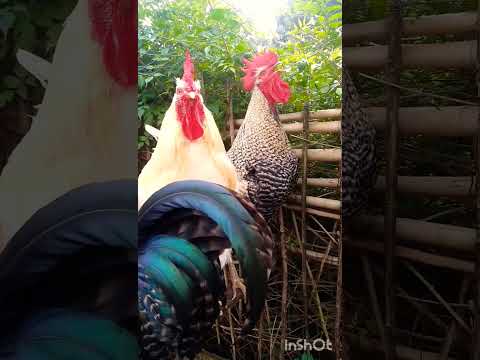 ASI CANTA ESTÉ GALLO? #feedshorts #gallos #chicken #rooster
