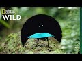 Musical Video Content Analysis