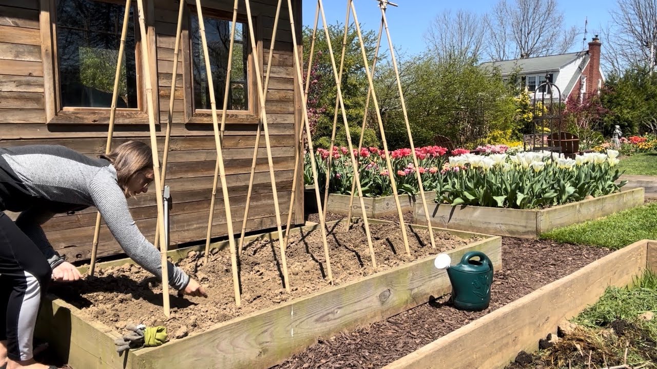 Fixing a BIG Garden Problem with a BASIC Plant, Healing Compacted Soil with Hyacinth Bean & Radishes