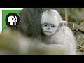 Family Dynamics in Monkeys