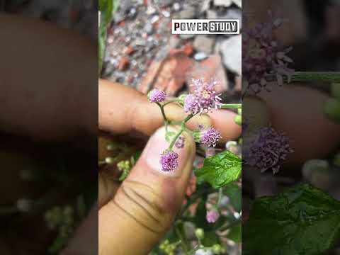 Macro Lens Videos 🎥 | Moto Edge 60 pro Macro lens | Power Of Macro Lens | Macro lens video recording
