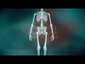 Types of Joints in the Human Body