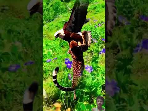 Wild Life Eagles Fly Up Cheetah In Air #wildlifeentertainment