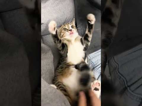 Funny cat videos 2025 try not no laugh #cats #cat #funny #funnycat #reels