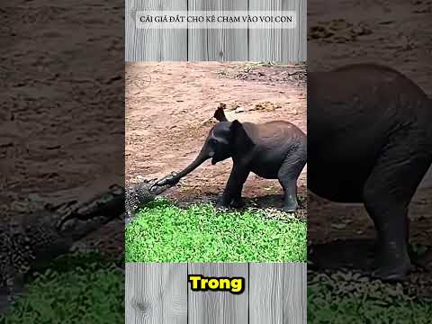 CÁI GIÁ ĐẮT CHO KẺ CHẠM VÀO VOI CON #elephants #elephantvscrocodile #elephantstories