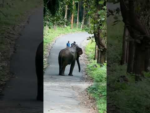 അതിരപ്പിള്ളിയിലെ അനുസരണയുള്ള കാട്ടാന ഏഴാറ്റുമുഖം ഗണപതി... ?? #keralavibes #elephantattack #kerala