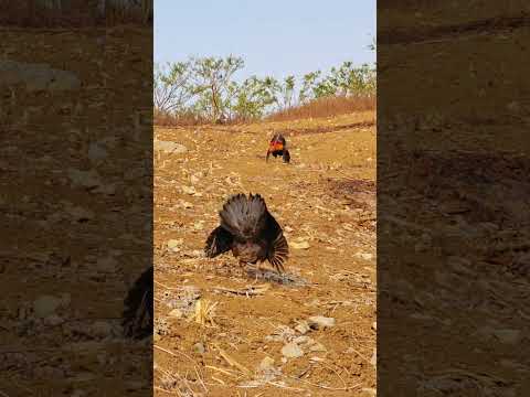gà mái gọi trống phi xòe cánh như chim chòe than. Poj qaib xeev lau dhia ti hais av zoo saib tiag