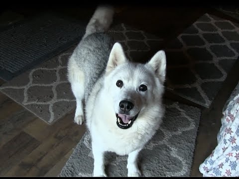 Husky doesn't want to go outside and play so she throws a temper tantrum!