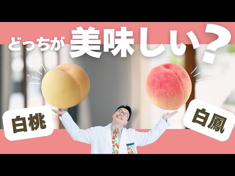 最高に美味しい桃はどっち？白桃と白鳳は何が違う？