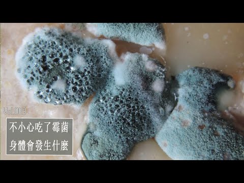 如果你不小心吃了霉菌会发生什么呢？ - YouTube