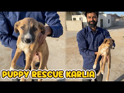 Tez Barish se ek puppy ko rescue karlia😥 | Mehran Kay Mehman