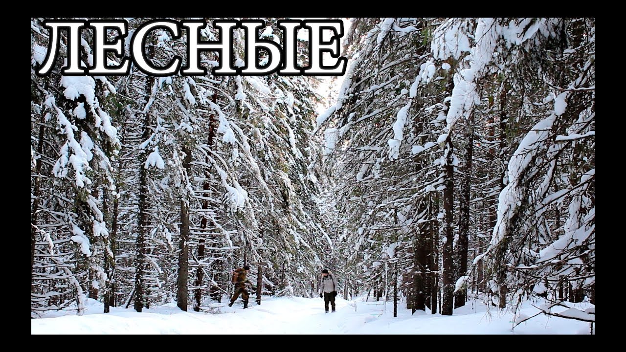 По тайге на лыжах crossing taiga