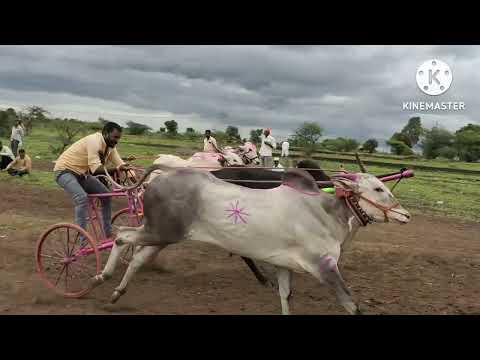 बैलगाडा शर्यतीचा जबरदस्त धिंगाणा #bailgaadisharyat #sharyat