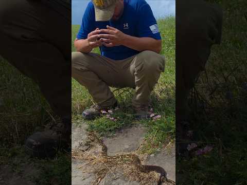 Up Close!  No need to be Afraid!  Timber Rattlesnake