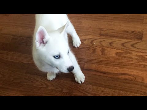 Laika doesn't want to play with Nova the Husky Puppy!