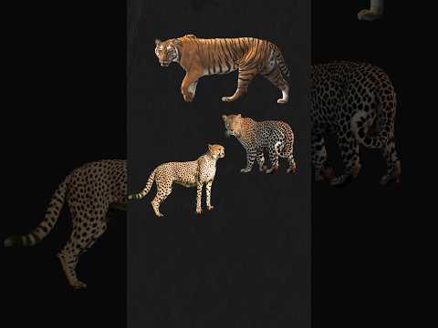 🤔Ye Kaun Sa Janwar hai?🤔 | #wildlife #shorts